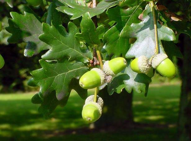 Высадка деревьев в Краснодарском крае