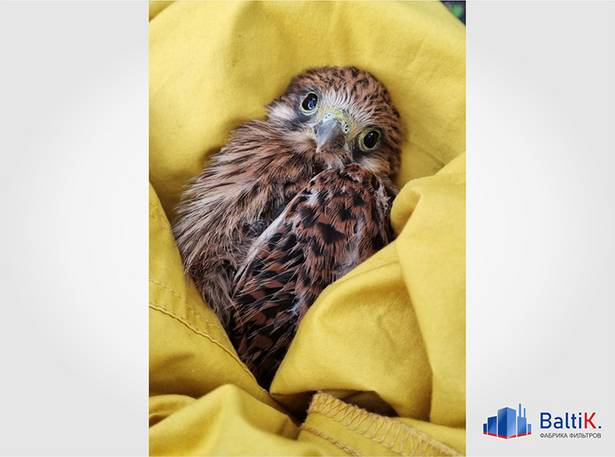 Спасение сокола на Фабрике Фильтров «BaltiK.»